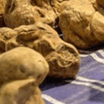 alba tartufo