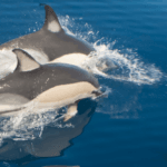 Genova e Santuario dei Cetacei