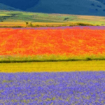 lenticchie in fiore a castelluccio di norcia e cascata delle marmore 5