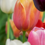 messer tulipano a pralormo e guarene uno dei borghi piu belli d italia 9