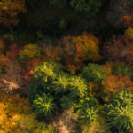 immagine foliage oasi zegna