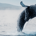 whale watching from genova 3