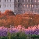 incanto alla venaria reale la magia della fioritura dei ciliegi 3