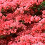 oasi zegna e conca dei rododendri in fiore 3