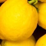 limone sul garda limonaia storica e crociera panoramica 1