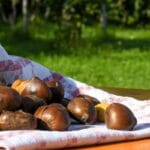 fp apicoltura e castel nanno con castagnata degustazione inclusa 3